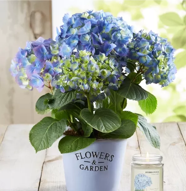 Garden hydrangea