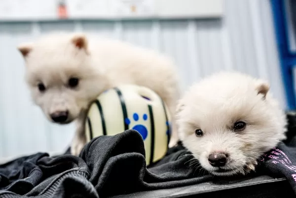 Romulus and Remus dire wolf pups at one month old
