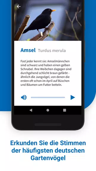 40 Gartenvögel & ihre Stimmen 스크린샷 1