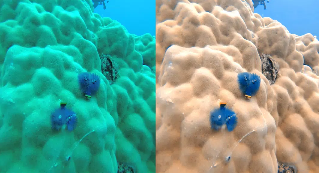 UwEdit - Diving footage editor Captura de pantalla 1
