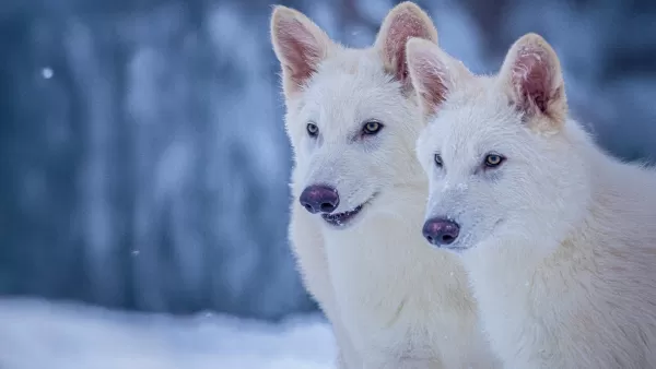 Romulus and Remus dire wolf pups at three months old