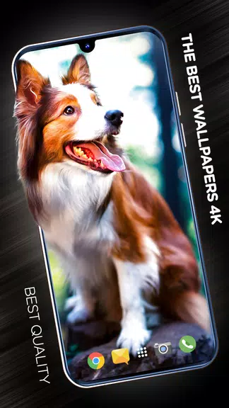 Wallpapers with dogs in 4K Capture d'écran 0